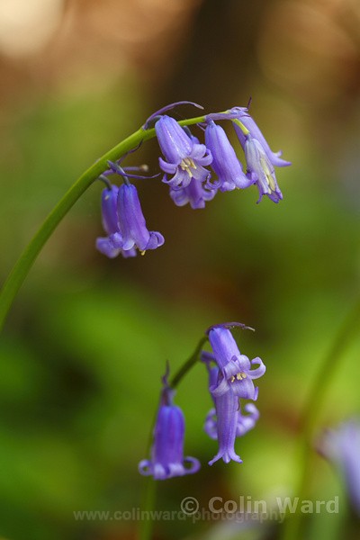 Bluebells. Ref 1982 - macro and nature.