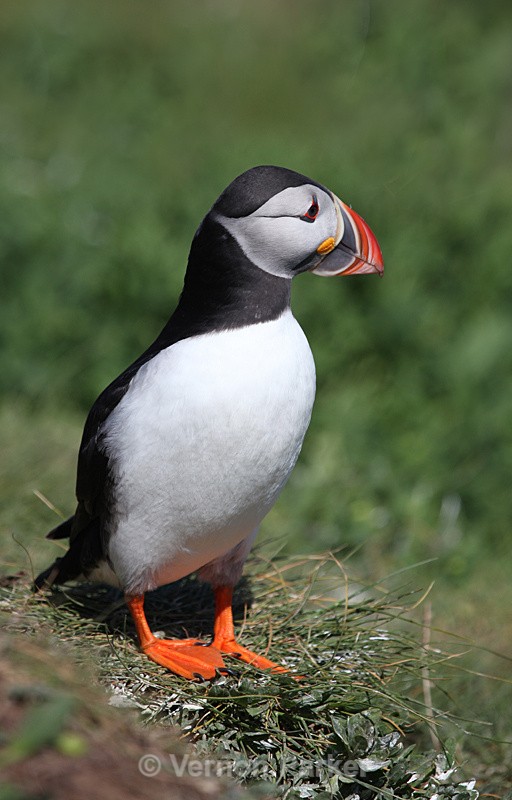 Puffin - Wild Birds