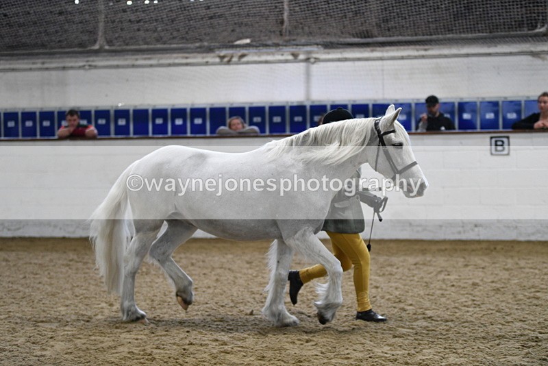 WJ5_4629 - Class 3 Part Bred In hand