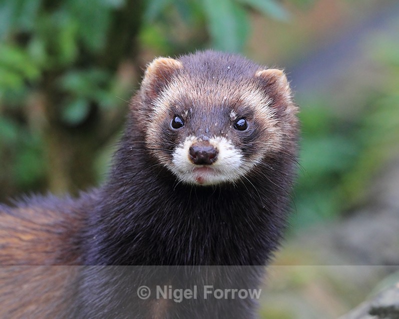 Close-up of European Polecat - Polecat