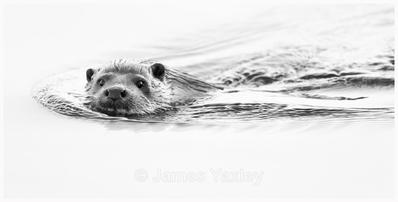 Otter - Latest Work