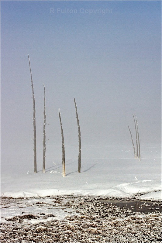 Dead Trees - Yellowstone - Yellowstone