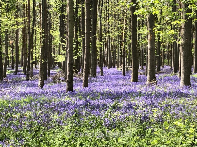 Bluebell woods - Warwickshire - Landscapes