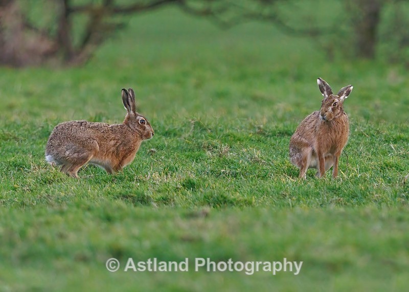 Brown Hare - Latest Images