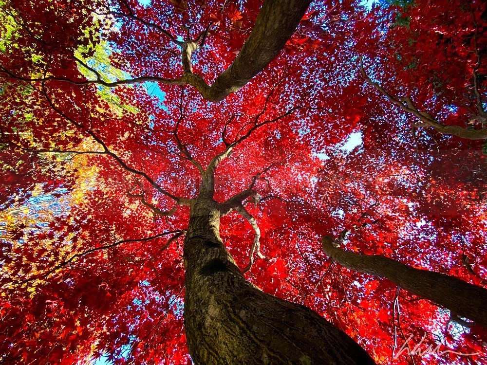 IMG_2400 - Trees