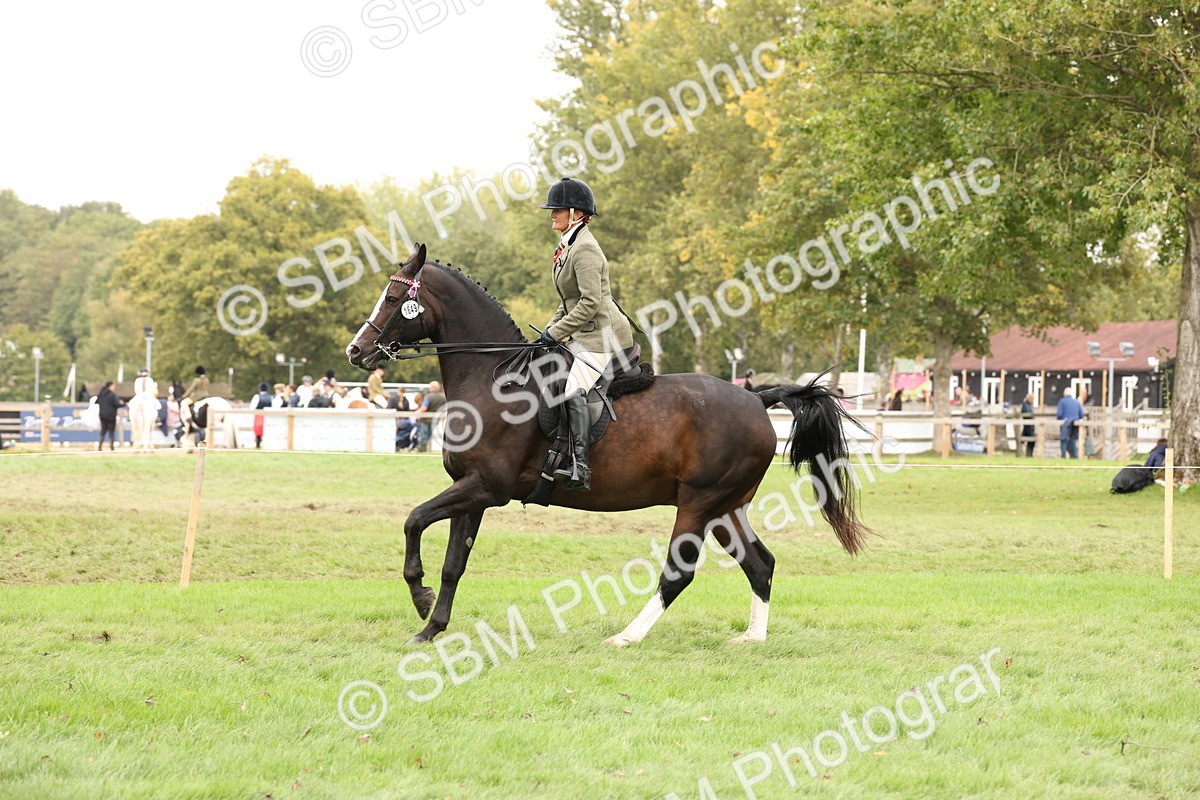 SBM_64252 - S65 - Riding Horse & Hack & Thoroughbred Ridden