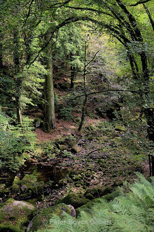 Burrator Glade - The Moors