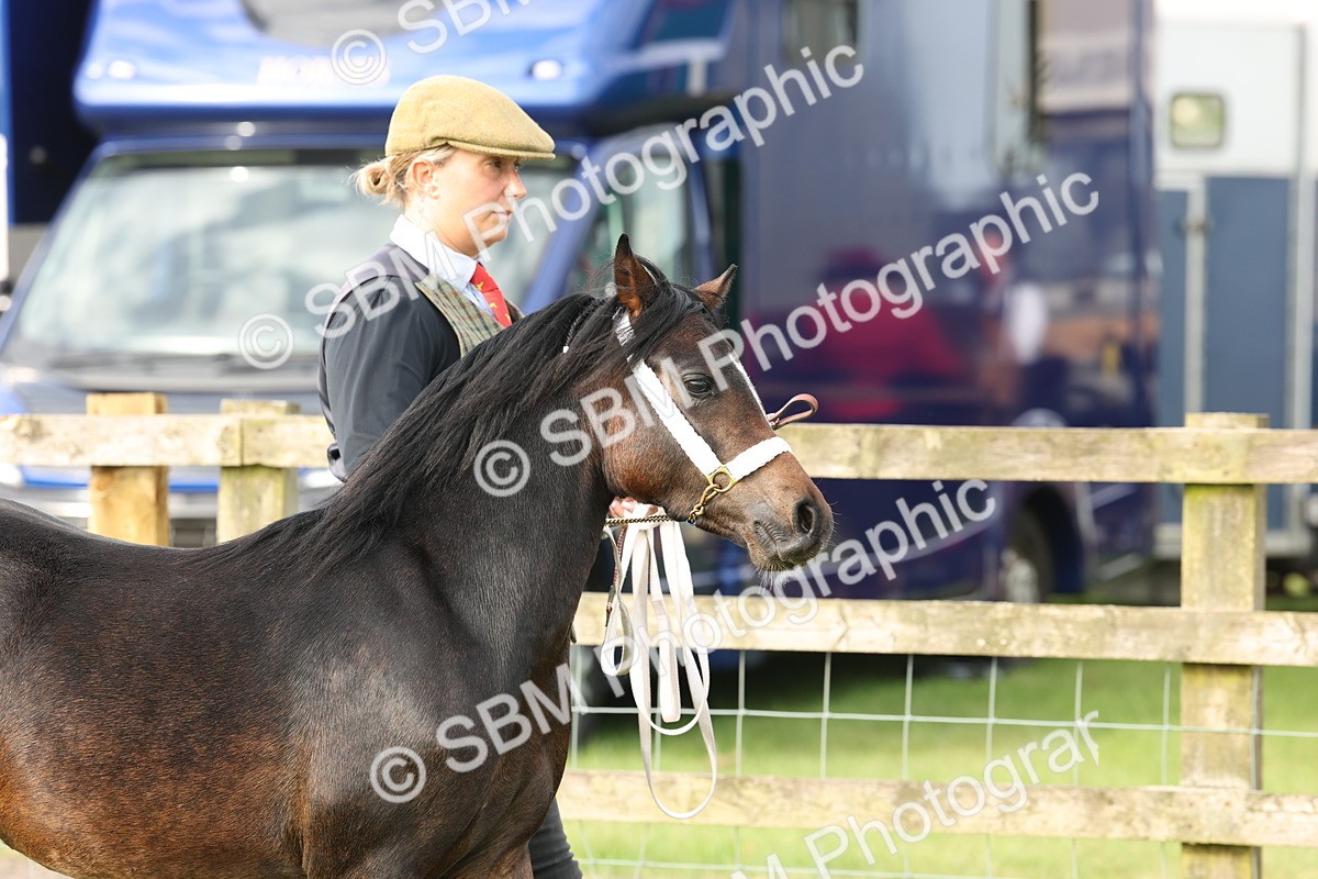 SBM_00379 - Class 6-13 - Mountatin and Moorland In Hand Welsh Breeds