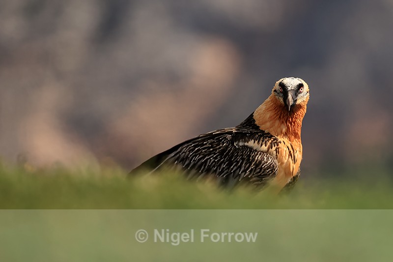 Lammergeier on ground, Pre-Pyrenees, Catalonia, Spain - Lammergeier
