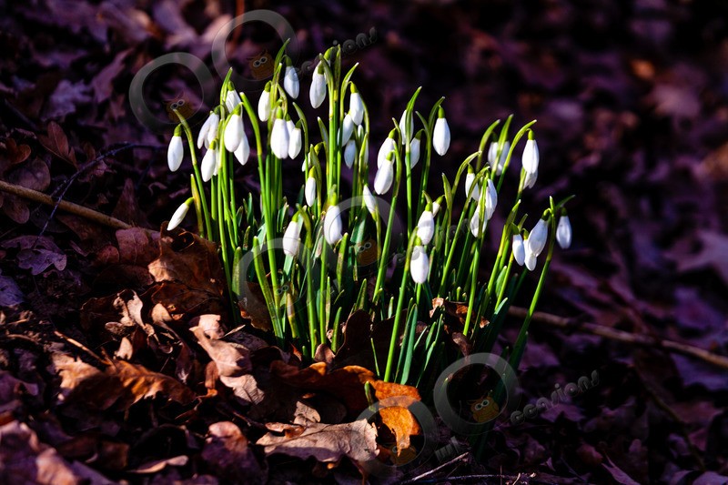 snowdrop Galanthus nivalis-0218- - Plants and trees