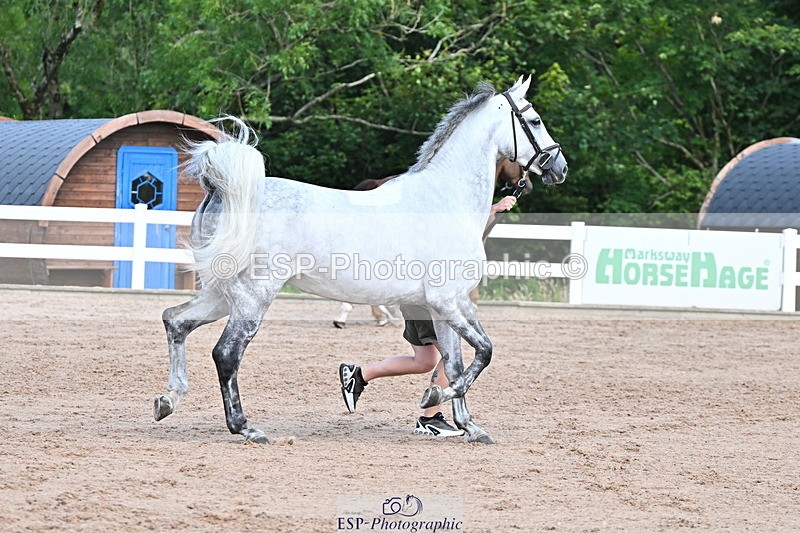 240718A-105253-01282 - Trot Up 12pm to 1pm