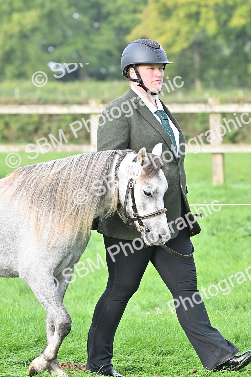 SBM_56840 - S45 - Coloured Pony In Hand
