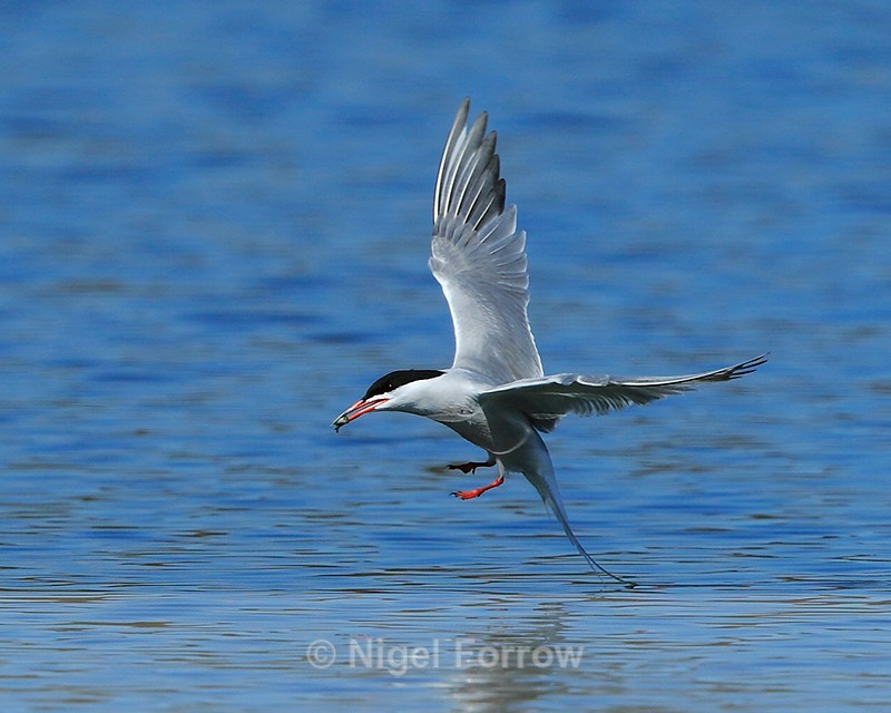 Common Tern with fish about to land at Farmoor - Common Tern