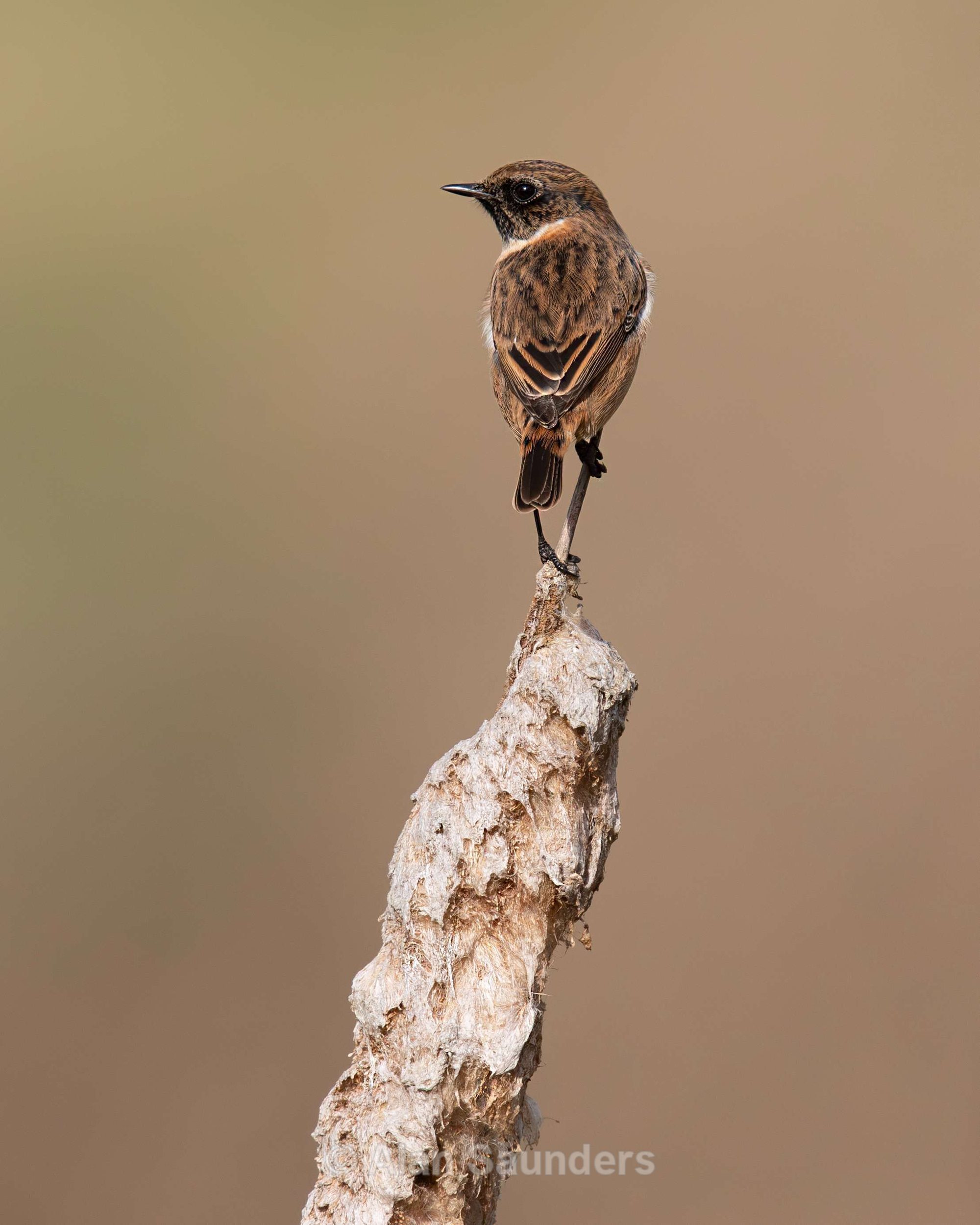 Stonechat 4