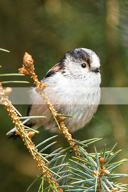 20130420-_MG_2886 - Long-tail Tit