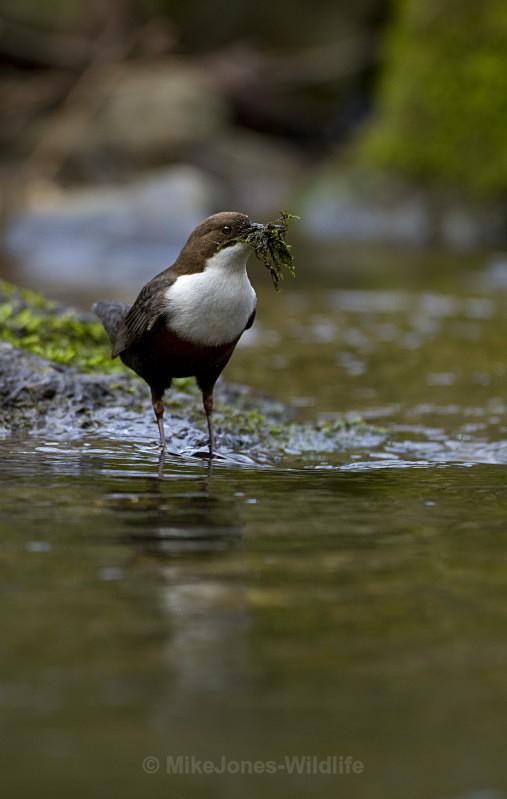 DIPPERS - DIPPERS