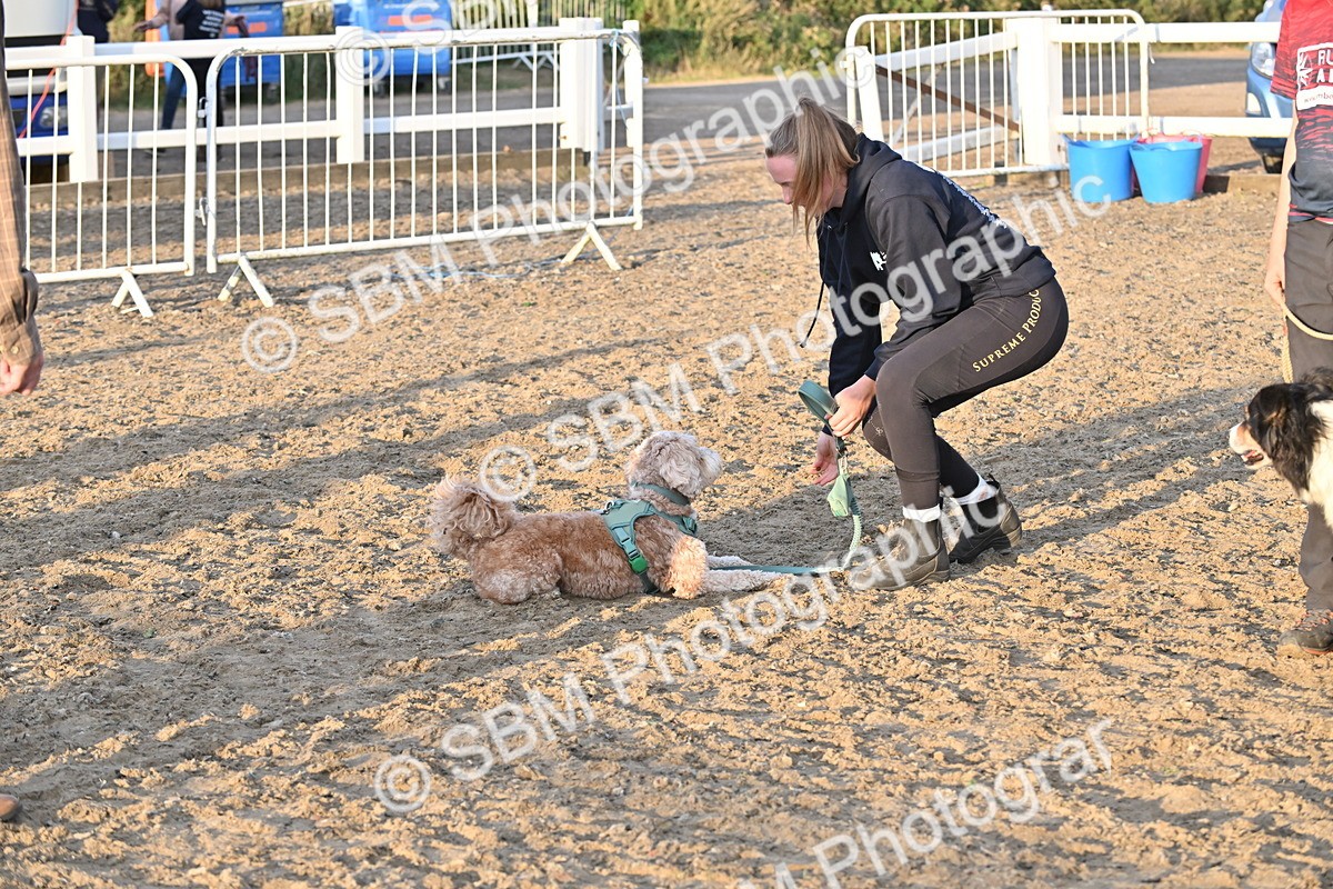 SBM_09645 - Lorry Dogs