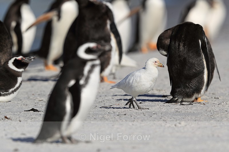 Snowy Sheathbill & Penguins, Sea Lion Island, Falklands - Snowy Sheathbill