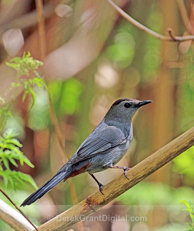 Gray Catbird - Birds of Atlantic Canada