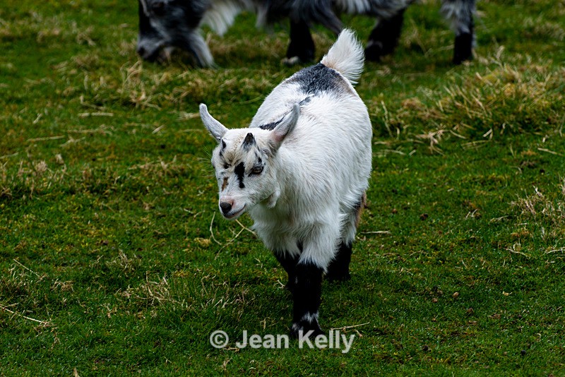 Pygmy Goat Kid - DSC_4285 - Goats