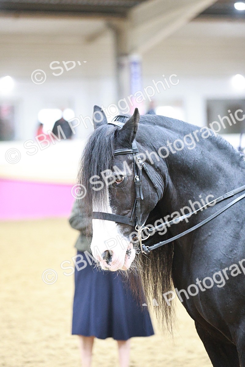 SBM_08906 - Class 12R - Regional Ridden Pre-Vet