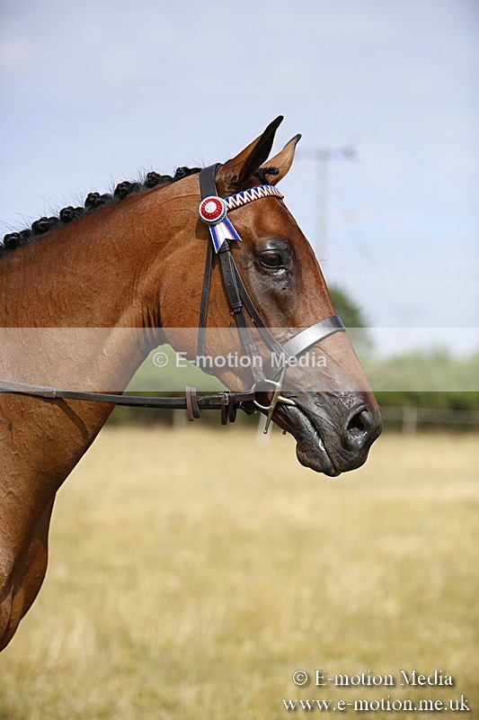 _C7A9310 - BVRC Show 2018 Ring 1