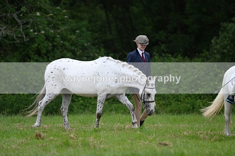 WJ7_4381 - Class 14B Prettiest Mare