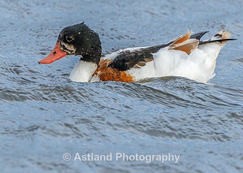 Astland Photography, Bird and Wildlife Images, Susan and Peter Wilson, U.K.