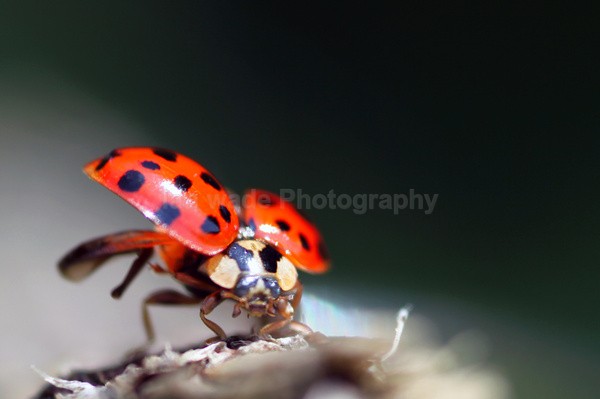 Insects _ AN 035 - Insects & Snails, Great Britain