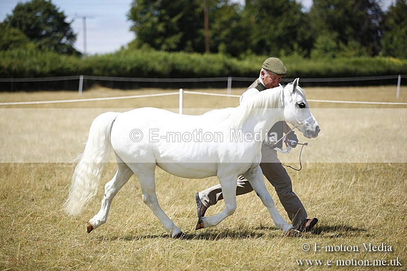 _C7A0197 - In Hand Championship BVRC Show 2018