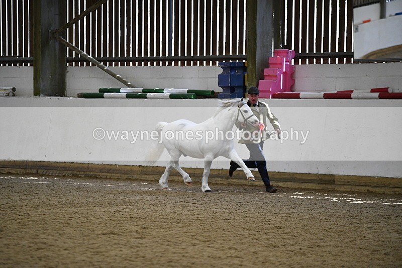 WJ5_5624 - Morning in hand Championship