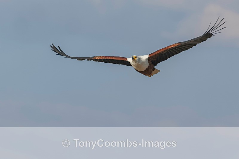 African Fish Eagle - Botswana ~ Birds