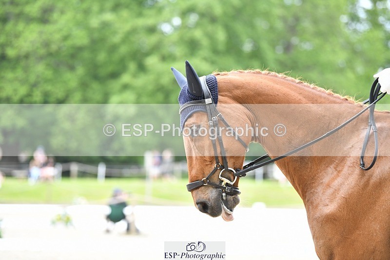 230525-124744-02029 - 111-CREEVAGHSTABLES_IFICUDIWUD-Tim_Cheffings-WEDTrotUp+DR