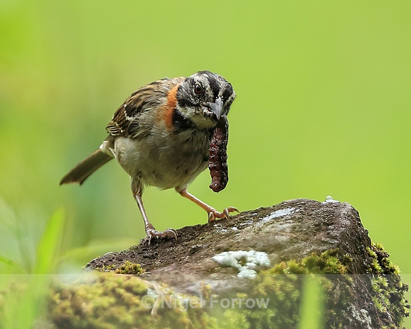 Rufous-collared Sparrow with caterpillar, Panama - Rufous-collared Sparrow