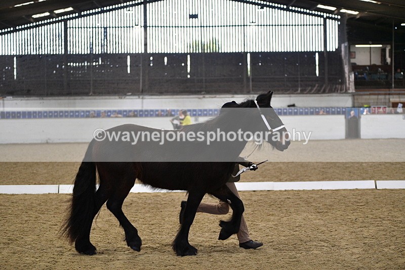 WJ5_4248 - Class 6 In hand M&M - Large Breeds