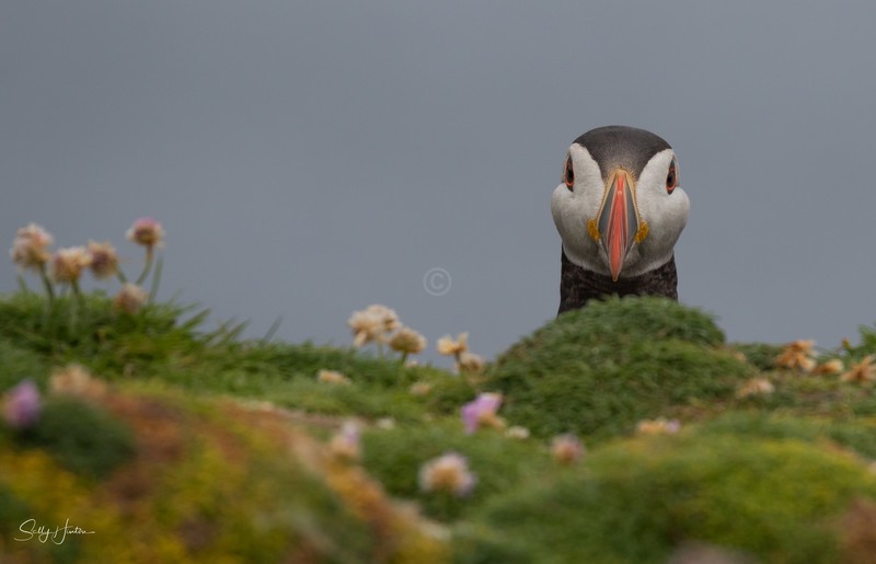 Cute Puffin 7
