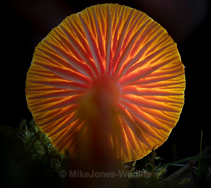 FUNGI 123 CROP - AUTUMN 2025 FUNGI/MUSHROOMS