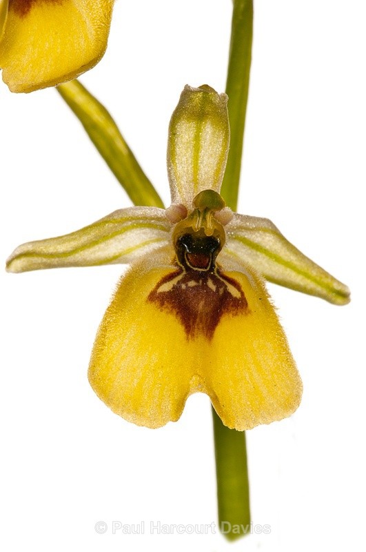  - WB: Orchids - Ophrys