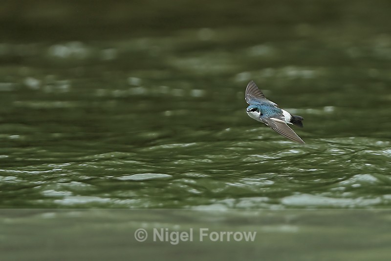 Mangrove Swallow flying low over river, Costa Rica - Mangrove Swallow