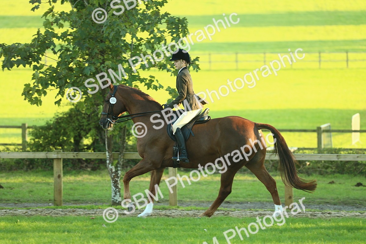 SBM_56459 - S14 - Riding Club Horse