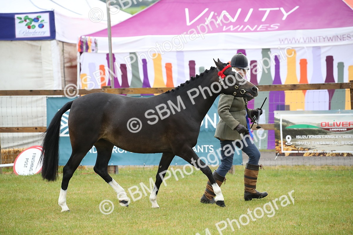 SBM_00102 - Class 17-20 - Arab & Part Bred - Anglo Arab In Hand