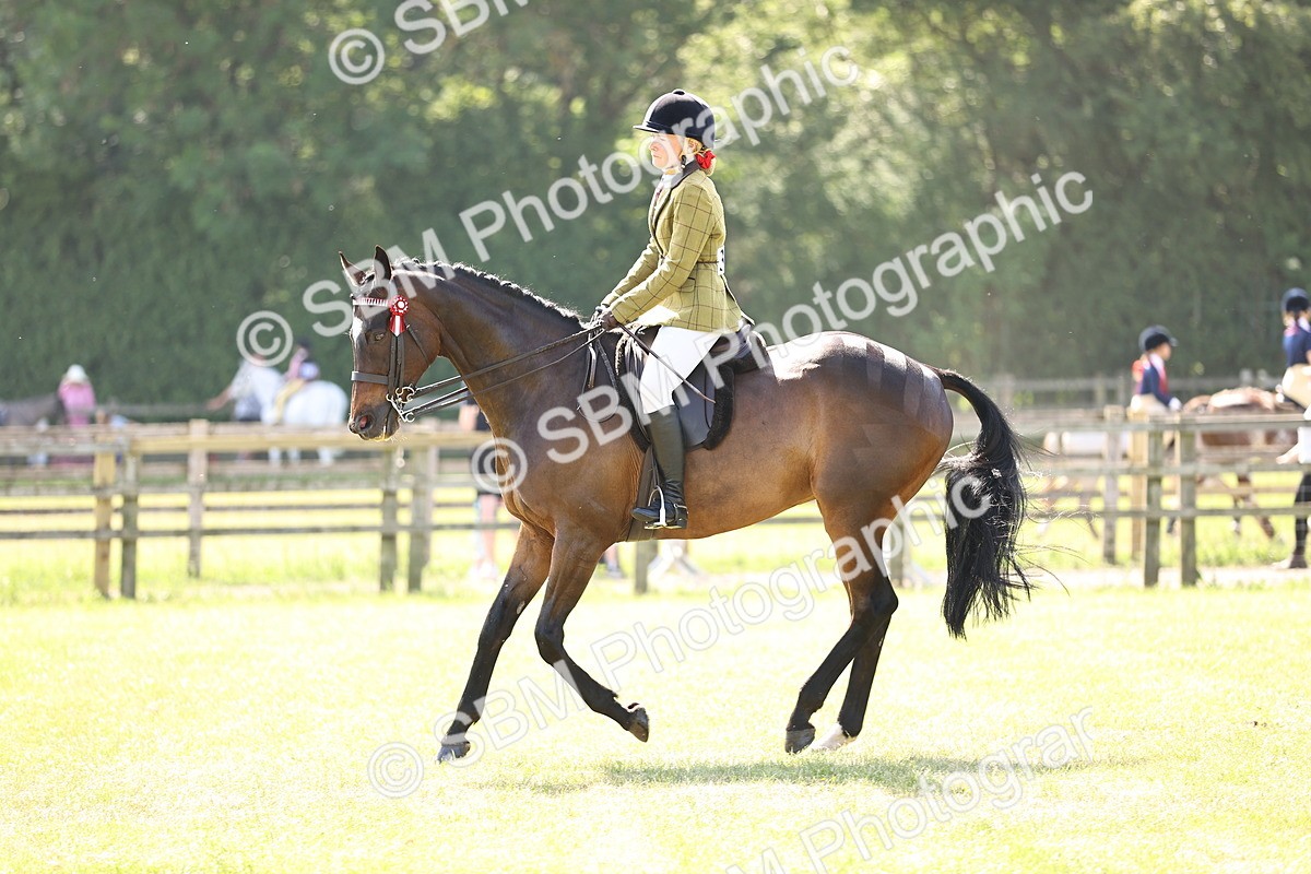 SBM_13016 - Class 75-76 LIHS BSHA Rising Star Hack Riding Horse