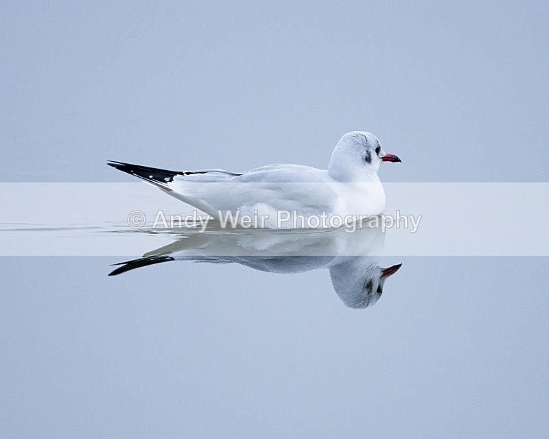 20090104-074 - Black-headed Gull