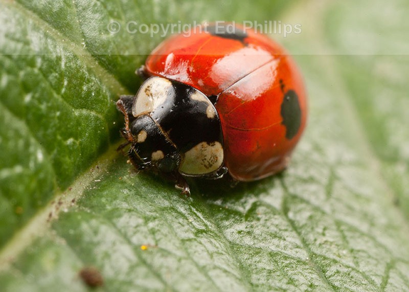 2-Spot Ladybird