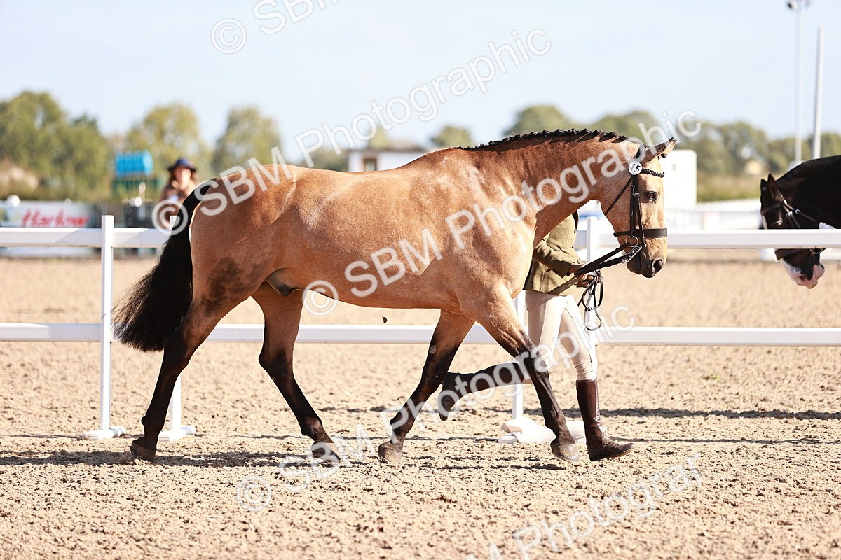 SBM_22060 - Class 703 - IH Coloured