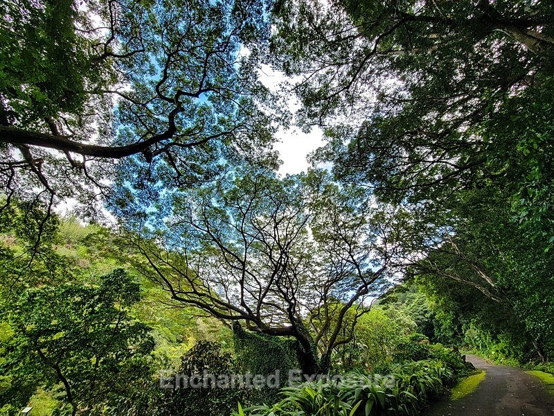 PSX_20230225_150904 - Flowers and Trees