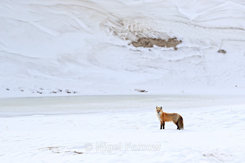 Red Fox pauses, Hayden Valley, Yellowstone National Park - Red Fox