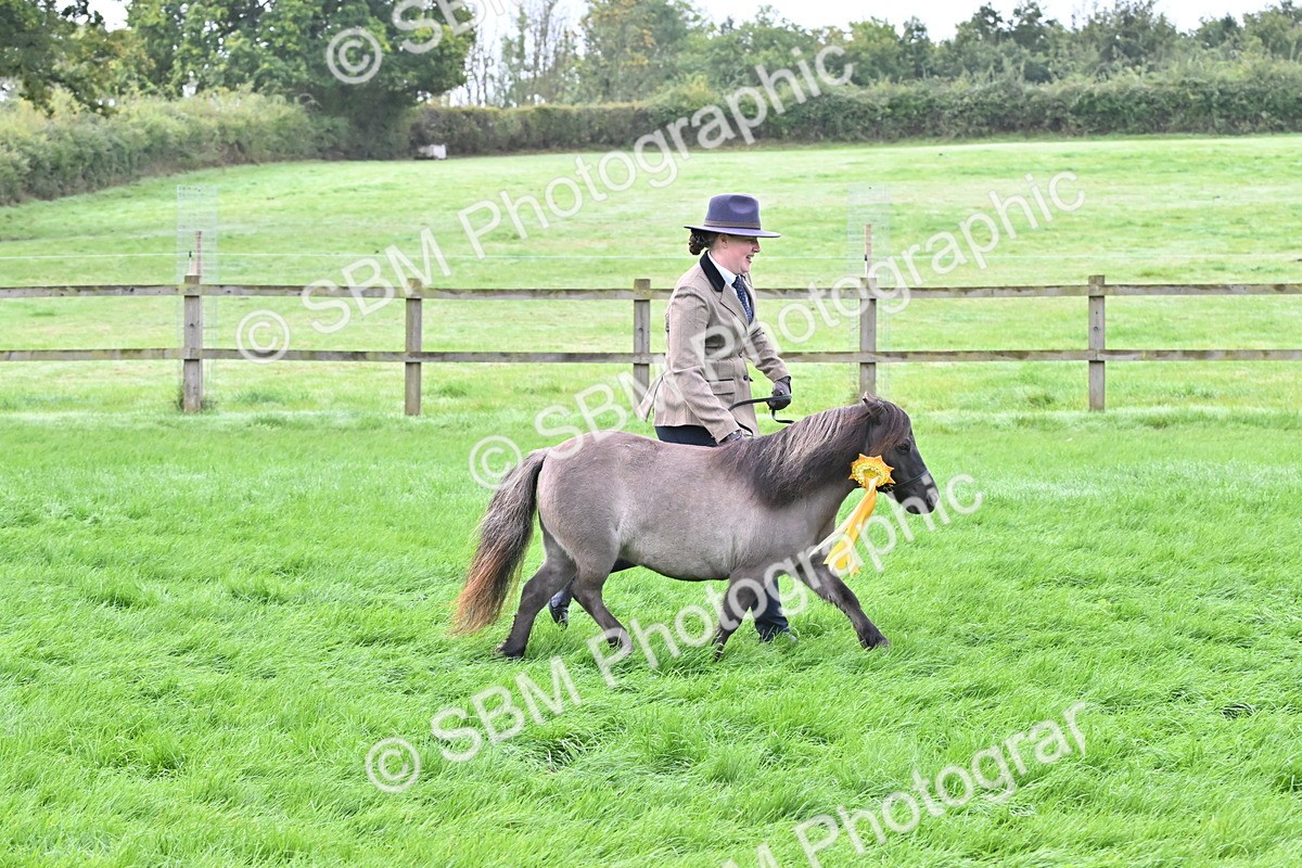 SBM_57016 - S45 - Coloured Pony In Hand