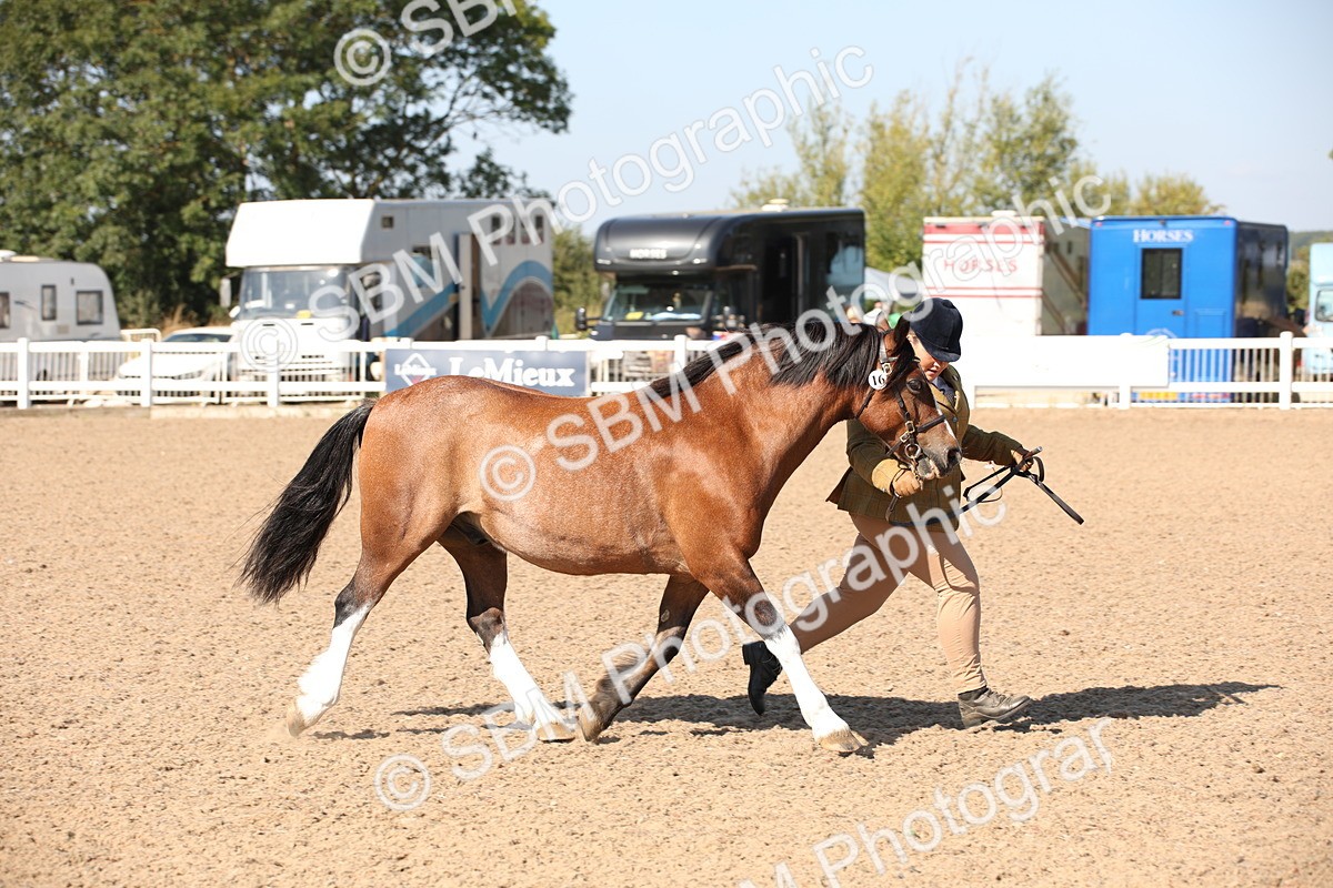 SBM_02693 - Class 16 IH M&M Wildcard