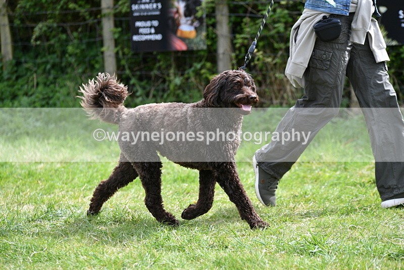 WJ5_9606 - Class 3 Most Handsome Dog